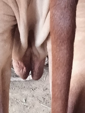 ગાય વેચવાની છે.
