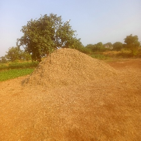 અળદ નો ચારો