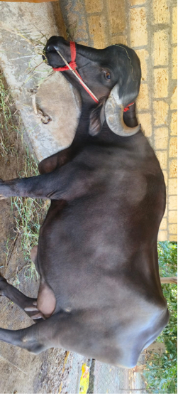 ભેંસ વેચવાની છે