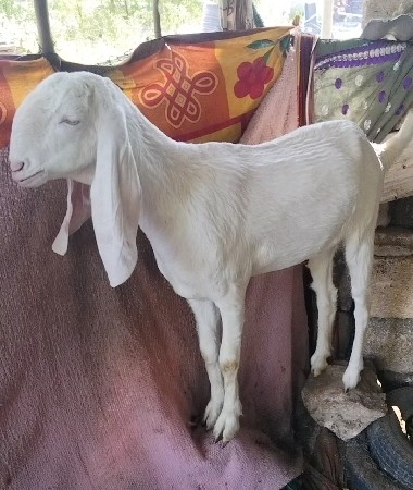gulabi Sojat bakri  loaded se
