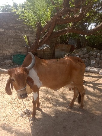 ગાય વેચવાના છે