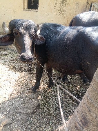 aa 2 padiyu devani che