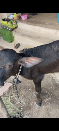 ભેંસ વેચવાની છે