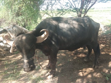 આ ભેંસ વેચવાની