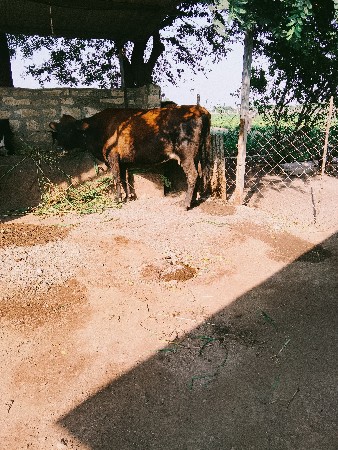 બે ગાય વેચવાની છે