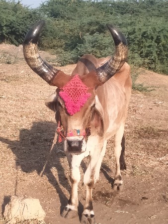 ગામ જોવા મળશે આંબલીયા