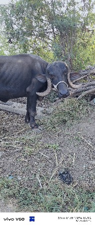 jafhro khdelo vech vanu che