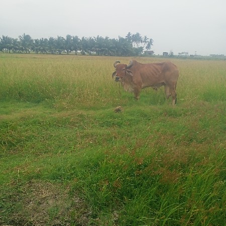 barad vesvana che 4 dhar na che