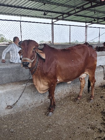 10 દિવસ માં વિવાહવાની છે