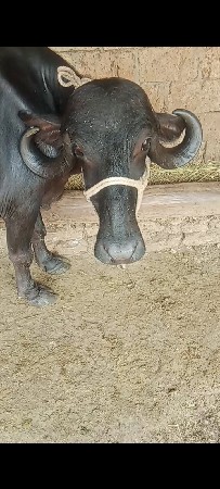 આ ભેંસ વેચવાની છે