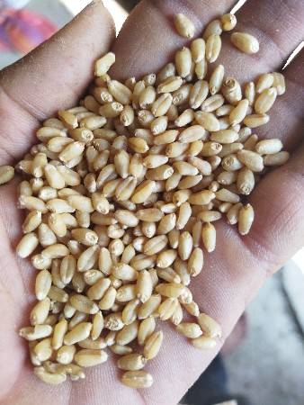 ghav gw513  ઘવ  gw513