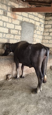 3.5 વર્ષ ની ખડાય વેચવાની છે