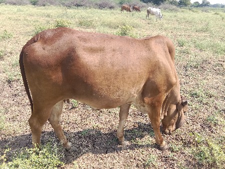 2 ગાય વેચવાની છે