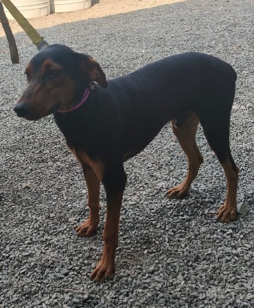 Dobermen 7 month