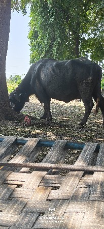 ભેંસ વેચવાની છે