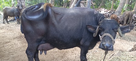 ભેસ. વેચવાની છે