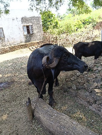 ભેંસ વેચવાની સે