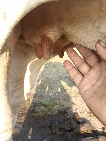 હોડકી વેચવા ની છે