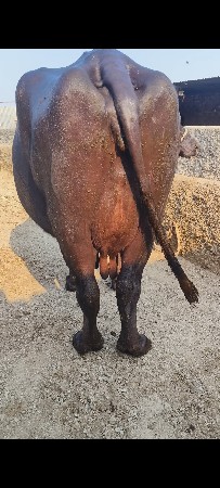 bhesh vechvani