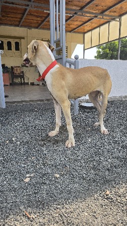 કૂતરી વેચવાની છે