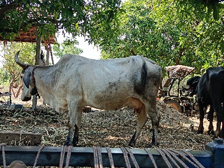 જરશીગાય