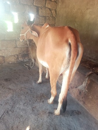 ગાય