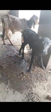 ખોડેલી વેચાવ છે