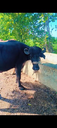 પેલુ વેતર...