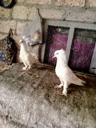 3 જોડી 2500 માઁ દેવાનીસે