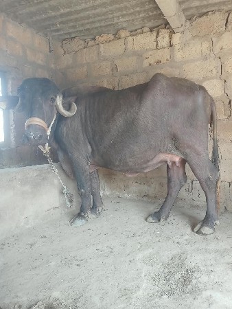 ભેંસ વેચવાની છે પેલાવેતરમા છે