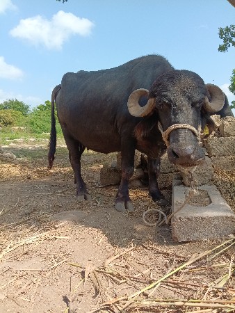 ભેંશ વેચવાની છે