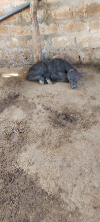 પાડો