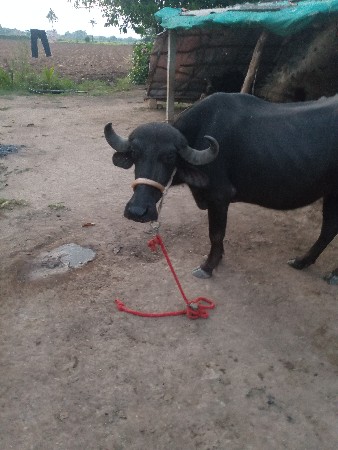 ભેંસ વેચવાની છે
