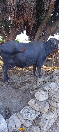 ભેંસ વેચવાની છે