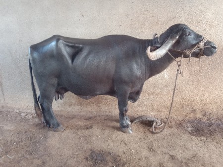 ભેંસ વેચવાની છે