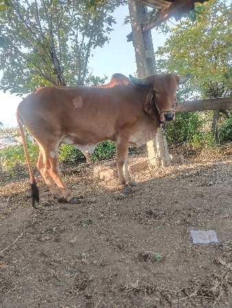 2 ગાય 2 હોળકી