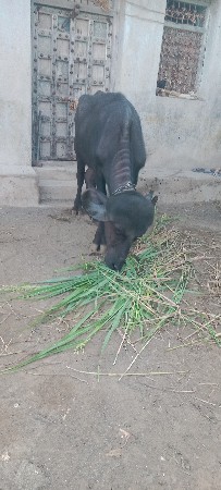 ખડેલી વેચવાની છે