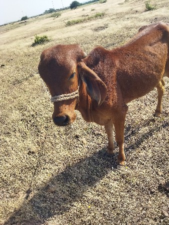 વેચવા ની છે