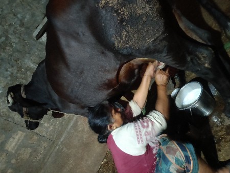 જર્સી ગાય,ત્રીજું વેતર,