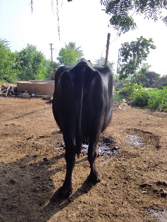 આ બની ભેંસ વેચવાનીછે