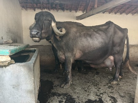 ભેસ વેચવાની છે