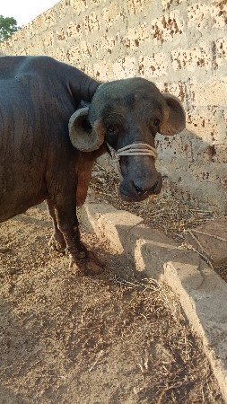 ભૈસ વેચવાની છે