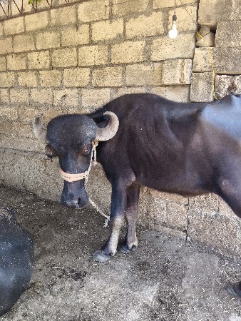 ખરેલી વેચવાની છે