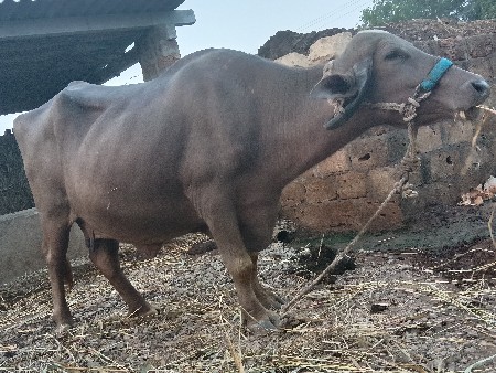 વેતર ત્રીજુ  30 દીવસ ની વાર છે