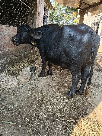 ભેંસ