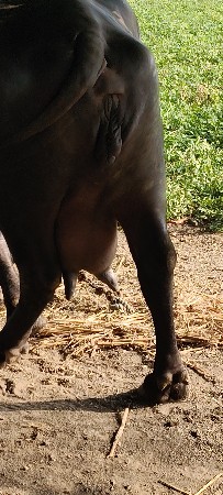 ભેંસ વેચવાની છે