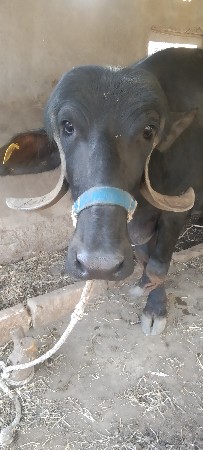વેચવાની