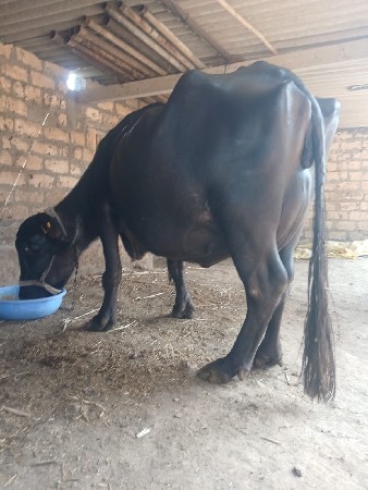 આ.બે.ભેશુવેશવાનિછે