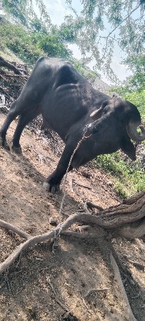 આ પાડો વેસવાનો છે