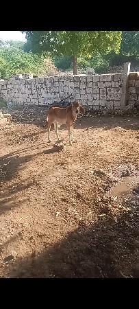 ગાય વેચવાની છે